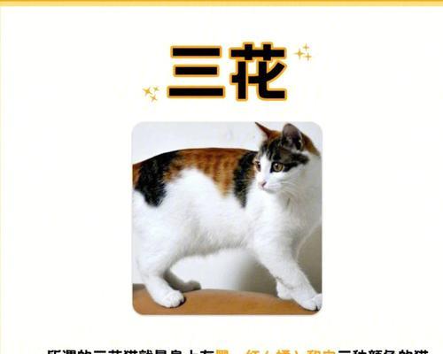 给猫咪养什么植物好（15种适合宠物猫的室内植物）