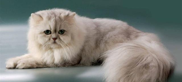 养小猫，你需要花多少钱（从喂养到医疗）