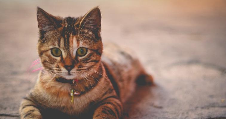 养小猫的准备工作（为您的宠物猫提供一个温馨的家）