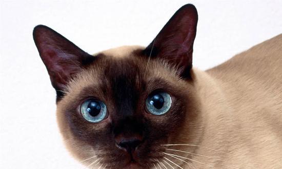 野猫的眼睛，颜色背后的奥秘（从宠物眼睛的颜色到野猫眼睛的演化）