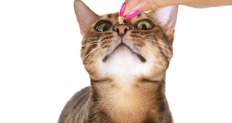 野生豹猫做宠物，你需要知道的一切（价值高的可爱宠物）