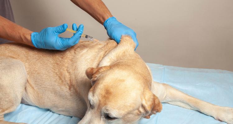 宠物狗得犬瘟后的救治和护理（如何帮助你的爱犬度过犬瘟危机）