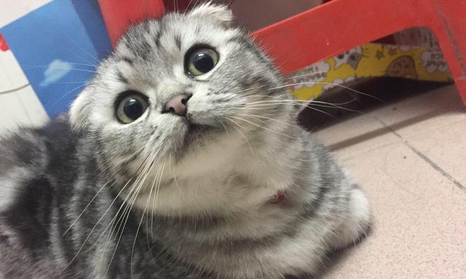 猫咪一月饮食全攻略（如何选择适合猫咪的粮食）