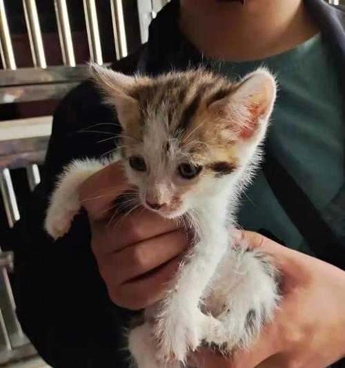 猫咪每月食量调查（探究宠物猫每月饮食量的方案）