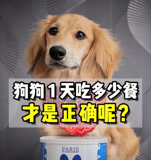 狗狗一天两餐喂食为什么会多屎（探究喂食频率对狗狗粪便量的影响）