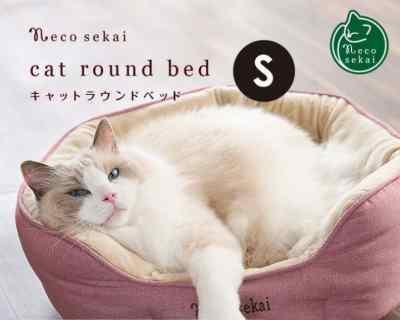 小猫身体上涂什么颜色最美（从宠物角度出发）