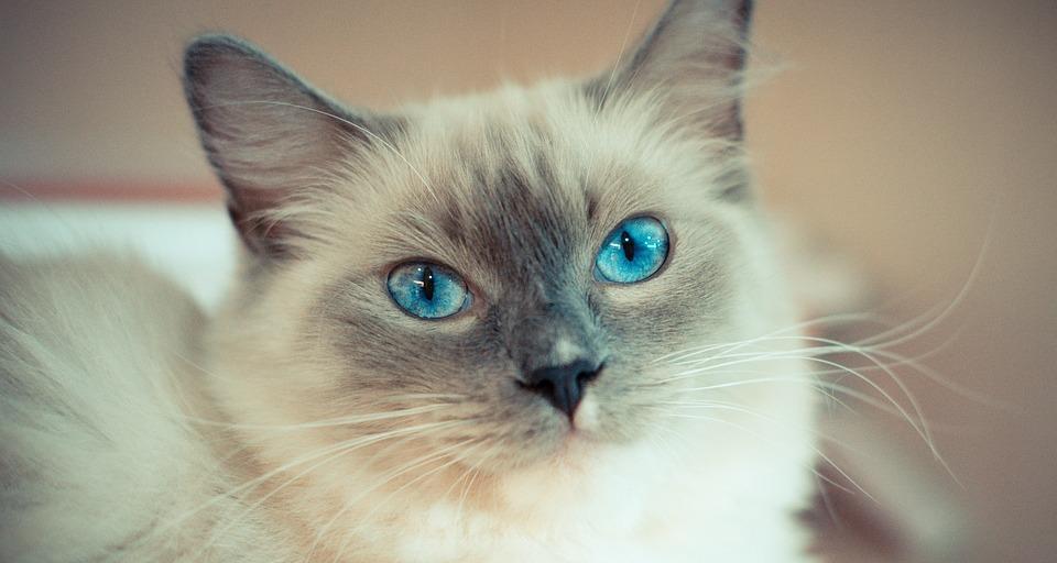 小猫的特征及养护（探究小猫的性格）