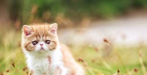 小猫的外貌特征（探索宠物小猫的身形）