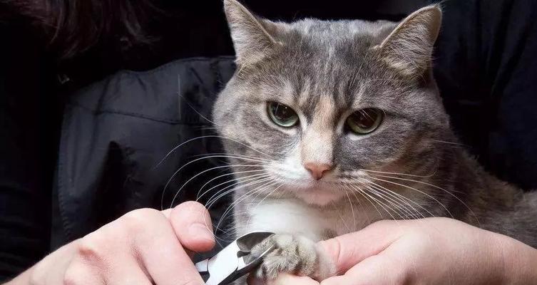 小猫的指甲能拔掉吗（宠物主人必读）