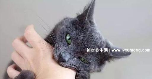 宠物猫的疫苗接种指南（让你的小猫健康成长）