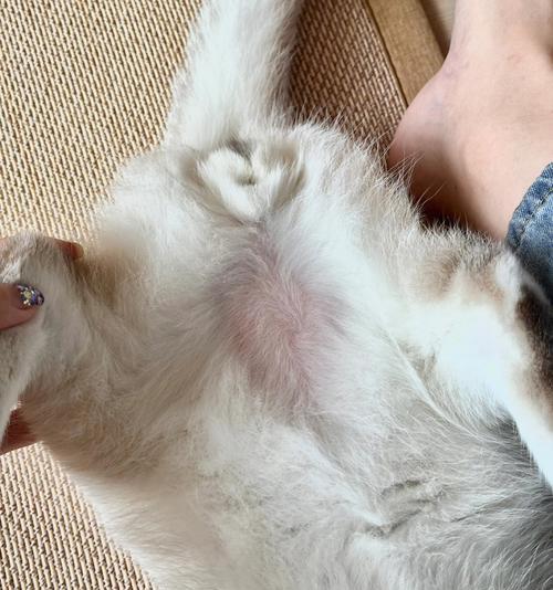 小猫肚胀没几天就死了，是什么原因（探究宠物肚胀的原因及其预防方法）