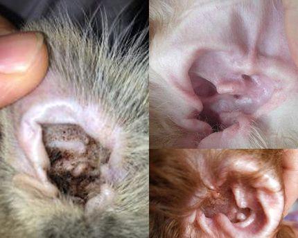 宠物小猫耳朵烂了该涂什么药（从原因到治疗）