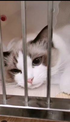 小猫发烧打针，主人需注意的关键点（宠物的注射对身体有什么影响）