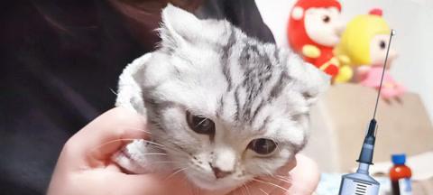 小猫发烧打针，主人需注意的关键点（宠物的注射对身体有什么影响）