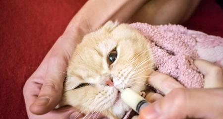 小猫发烧打针，主人需注意的关键点（宠物的注射对身体有什么影响）