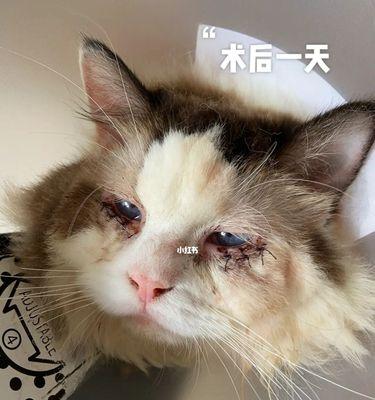 小猫为什么一直叫（探究新宠物到家后的焦虑与不适应）