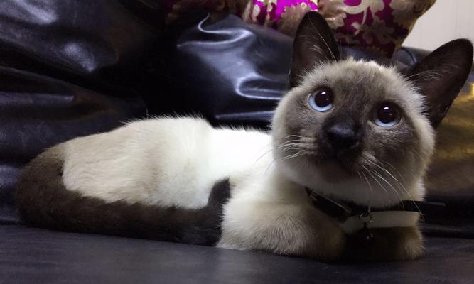 新宠物小猫如何与家人相处（宠物培养的秘诀）