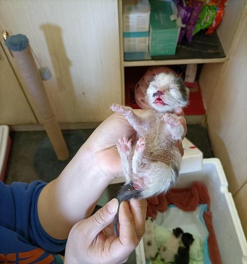 小猫肛门内部结构揭秘（探索小猫肛门）