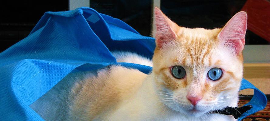 宠物小猫为什么会害怕（探究小猫害怕的原因和应对方式）