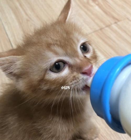 小猫自喂奶方法大揭秘（让你的宠物独立喝奶）