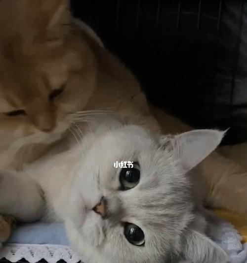 小猫喝完奶后为什么会有咕咕声音（探究小猫喝奶时的生理现象和营养需求）