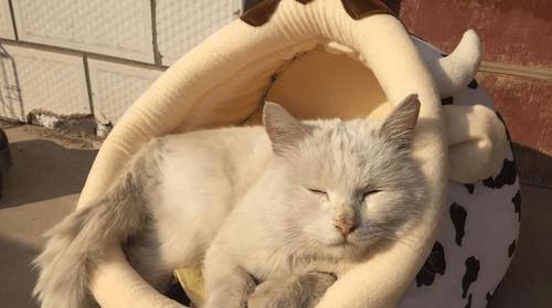 小猫呼吸急促，该怎么办（宠物用药指南）