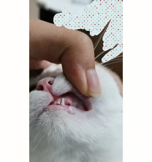 小猫换牙期间的饮食建议（以宠物为主）