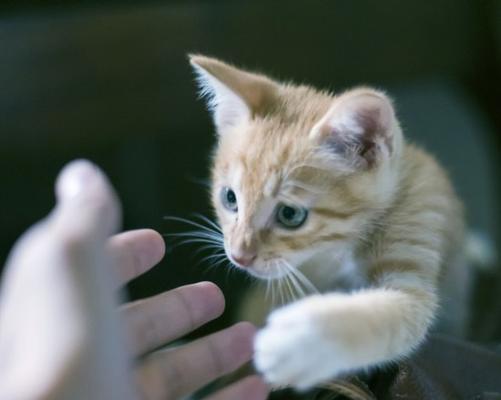 小猫挠地见人（揭开宠物心理秘密）
