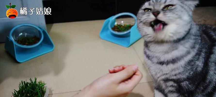 小猫挠地见人（揭开宠物心理秘密）