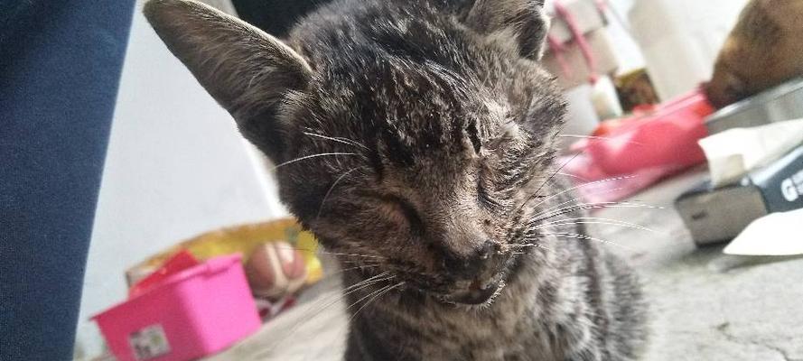 如何照顾宠物猫的脚掌和眼睛（小猫脚掌裂纹和眼屎的防治）
