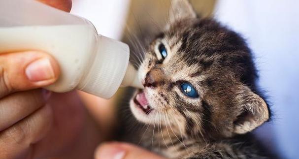 小猫可以喝袋装奶粉吗（宠物主人需要了解的小猫饮食知识）