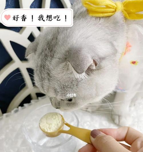 小猫可以喝袋装奶粉吗（宠物主人需要了解的小猫饮食知识）