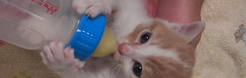 小猫能不能喝牛奶（宠物饮食常识一网打尽）