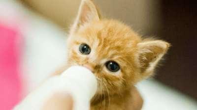 小猫可以喝婴儿奶粉吗（探究小猫喝婴儿奶粉的好处）