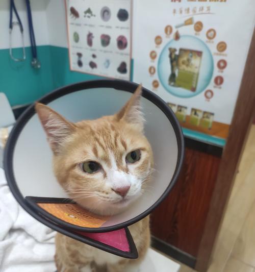 小猫的牙齿护理（让宠物远离口腔疾病）
