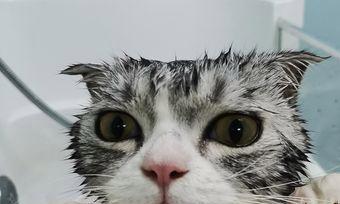 小猫拉稀怎么办（让宠物健康无忧）