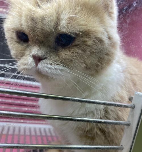 小猫拉稀怎么办（让宠物健康无忧）