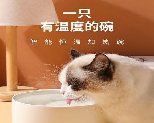 小猫拉稀总喝水怎么办（宠物照顾技巧）