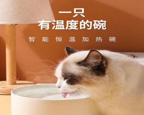 小猫拉稀总喝水怎么办（宠物照顾技巧）