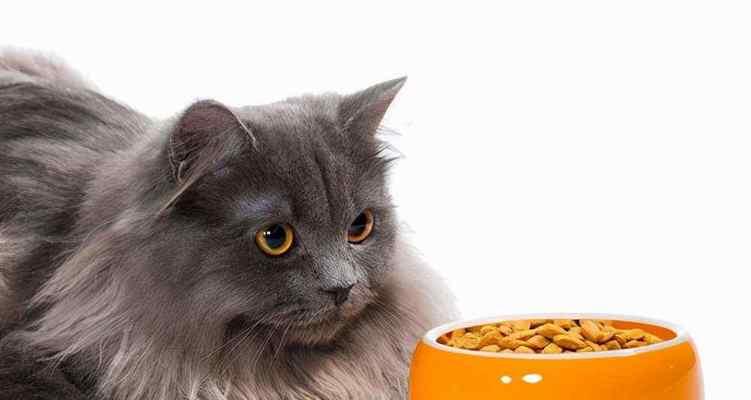 宠物小猫不吃饭怎么办（15个方法帮助你解决猫咪饮食问题）