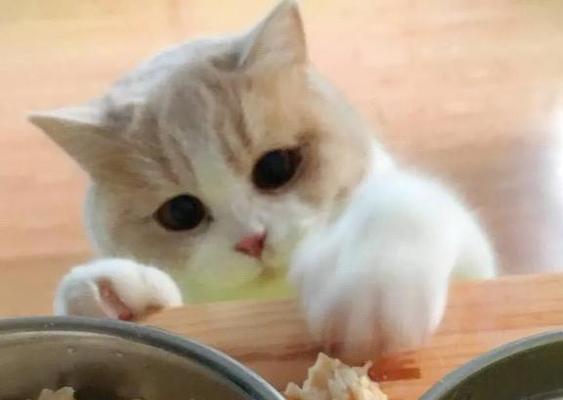 宠物小猫不吃饭怎么办（探究宠物小猫不吃饭的原因及解决方法）