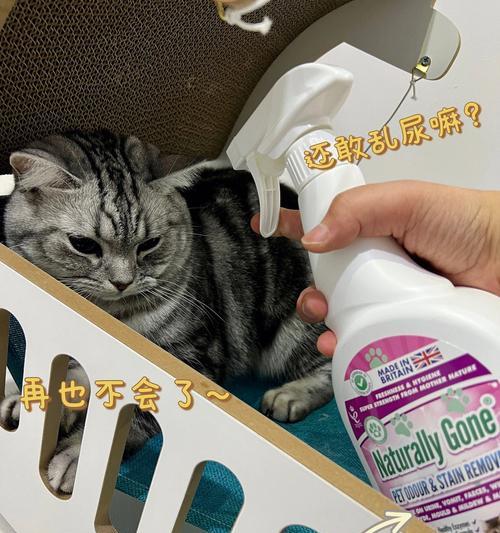 小猫乱尿怎么清理味道（宠物主人必看的清理技巧）