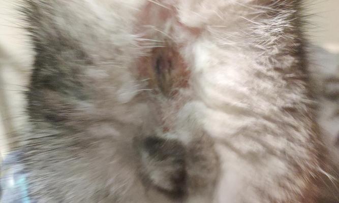 小猫烂了原因分析与治疗方法（宠物的常见病——猫炎）