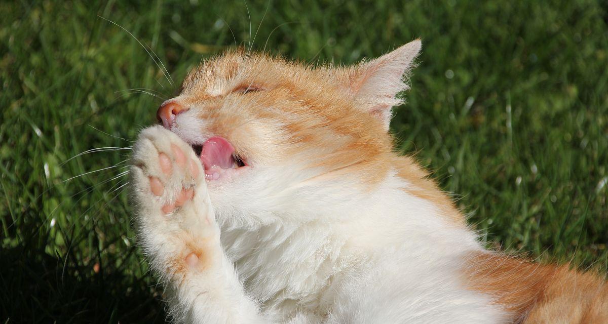 探究小猫舌头发白的情况及对猫咪健康的影响（探究小猫舌头发白的情况及对猫咪健康的影响）