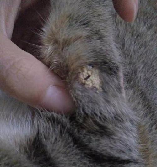 小猫身上的结痂怎么办（宠物护理）