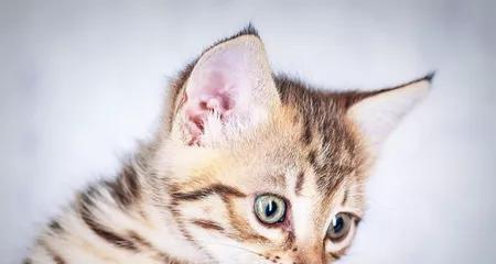 怎样处理宠物小猫身体冰凉的情况（教你如何应对小猫身体冰凉的情况）