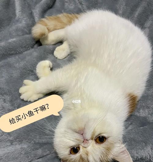 小猫产后不吃不喝的原因和应对方法（如何帮助小猫度过产后恢复期）