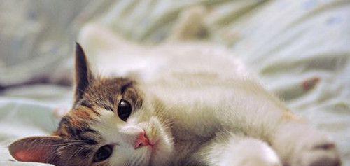 小猫时不时咳嗽怎么办（宠物的健康需要我们关注）