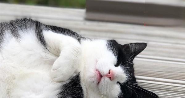 小猫时不时咳嗽怎么办（宠物的健康需要我们关注）