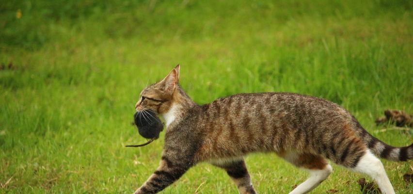 宠物猫的老鼠捕猎能力（以小猫为主）